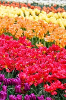 Different coloured tulips (Tulipa), colourful tulip bed, Keukenhof gardens, Lisse, Bollenstreek,