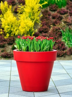 Large flower pot with tulips, Keukenhof gardens, Lisse, Bollenstreek, South Holland, Netherlands