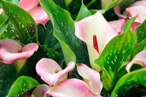 Calla, several flowers, close-up, Keukenhof gardens, Lisse, Bollenstreek, South Holland,
