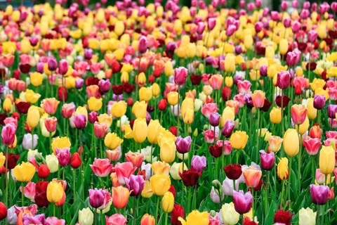Different coloured tulips (Tulipa), colourful tulip bed, Keukenhof gardens, Lisse, Bollenstreek,