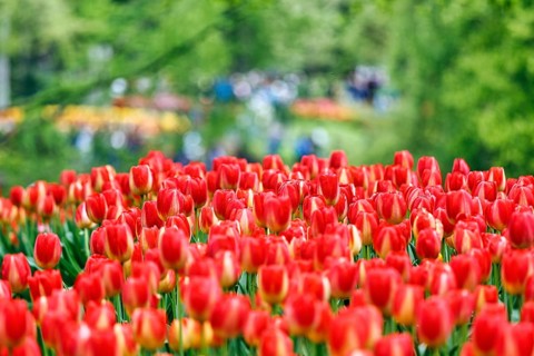 Red tulips (Tulipa), colourful tulip bed, Keukenhof gardens, Lisse, Bollenstreek, South Holland,
