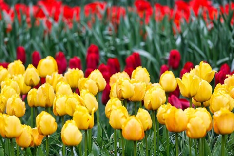 Yellow and red tulips (Tulipa), colourful tulip bed, Keukenhof gardens, Lisse, Bollenstreek, South
