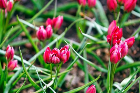 Red tulips, Little Beauty variety, Keukenhof gardens, Lisse, Bollenstreek, South Holland,