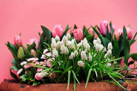 White grape hyacinths (muscari) and pink tulips (tulipa) in a flower pot, decoration, Keukenhof