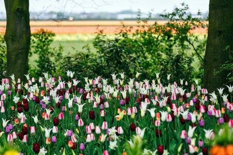 Different coloured tulips (Tulipa), colourful tulip bed with a view of the fields, Keukenhof
