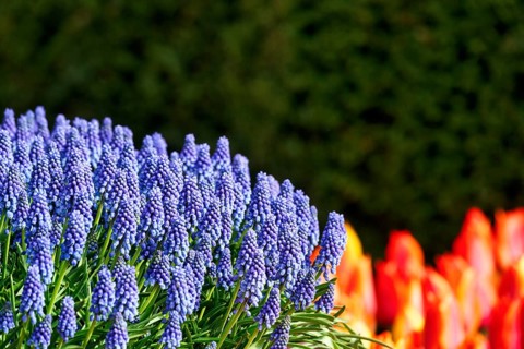 Grape hyacinths (Muscari), Keukenhof Gardens, Lisse, Bollenstreek, South Holland, Netherlands