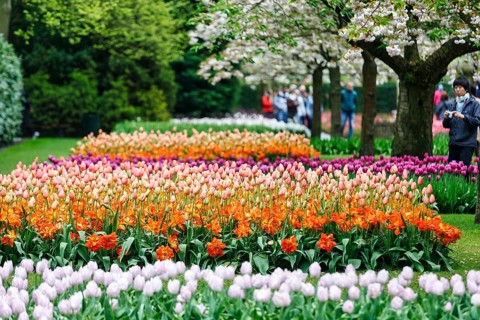 Different coloured tulips (Tulipa), colourful tulip beds, flowering fruit tree, Keukenhof gardens,