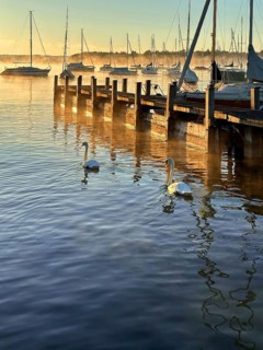 Evening mood, Two swans and sailing boats on Lake Starnberg, Bavaria, Germany