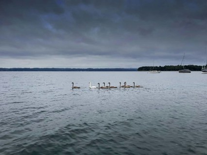 A group of swans swimming on Lake Starnberg, Bavaria, Germany