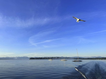Evening mood, a seagull flies over Lake Starnberg, Bavaria, Germany
