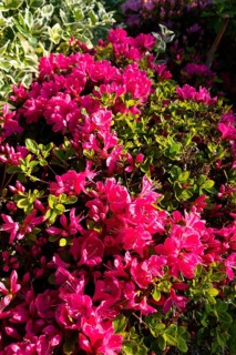 Azalea, flowers, plants, home garden, Germany