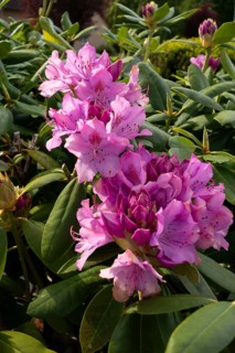 Rhododendron, variety English Roseum, flowers, plants, home garden, Germany