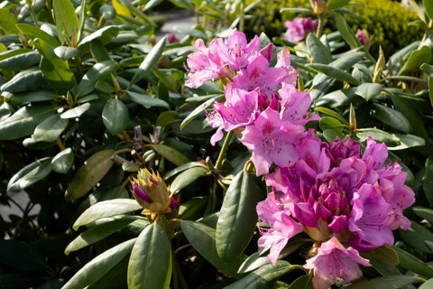 Rhododendron, variety English Roseum, flowers, plants, home garden, Germany