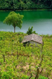 Vineyards at Lago di Canzolino, Alta Valsugana e Bersntol, Canzolino, Trentino, Italy