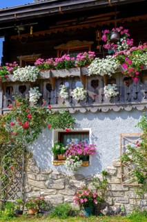 Old farmhouses in the Hoffe district, Sappada, Plodn, Carnic Alps, Julian Friuli, Italy