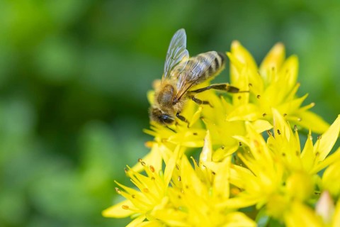 A bee (Apis) pollinating yellow flowers of pungent stonecrop (Sedum acre), Ternitz, Lower Austria,