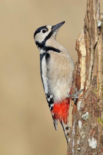 Great spotted woodpecker (Dendrocopos major), male, foraging on a tree stump overgrown with moss