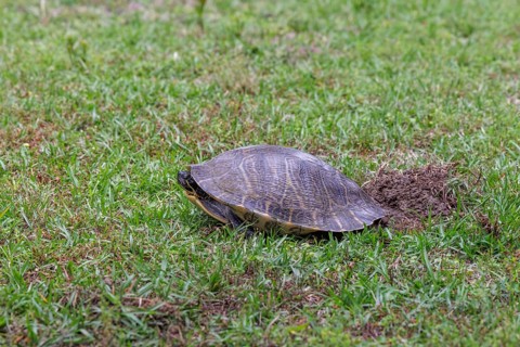 Turtle laying eggs in a grass lawn of a residential neighborhood in Gulfport, Mississippi