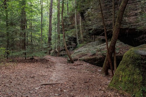 Trees growing between rock formations along a hiking trail through Dismals Canyon near Phil