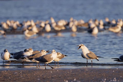 Seagulls wading at the waterline searching for food along the Mississippi Gulf Coast in evening