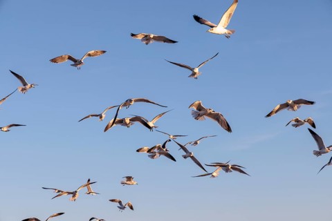Flock of seagulls searching for food along the Mississippi Gulf Coast