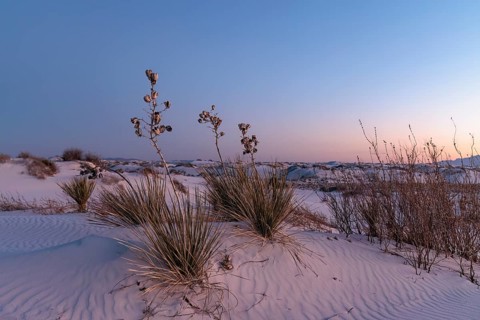 Yucca plants growing in the sand dunes of White Sands National Park in Alamogordo, New Mexico, USA