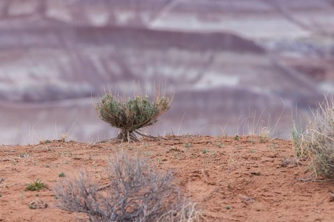 Sage brush with exposed root system hanging on to the dry earth at Little Painted Desert County