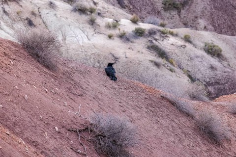 Black bird resting on the colorful deposits of the Chinle Formation exposed at Little Painted