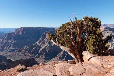 Tree growing from between the rocks along the rim of the canyon at Guano Point in Grand Canyon West