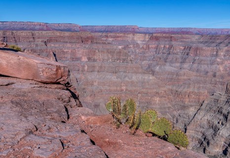 Prickly Pear cactus growing out of the rock at the edge of the canyon at Guano Point in Grand