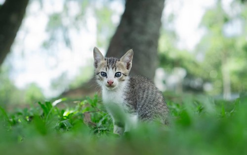 A young kitten sitting on green grass in a tranquil outdoor setting with blurred trees in the
