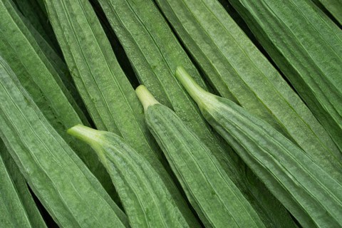 Close-up of ridged gourds with distinct texture and vibrant green color, emphasizing their