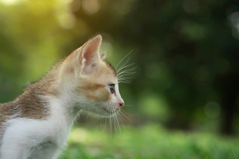 A close-up of a kitten with whiskers, Gazipur, Bangladesh