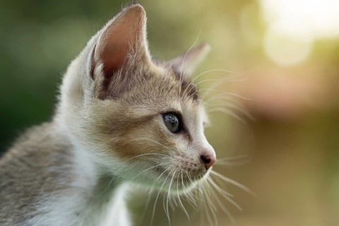A close-up of a kitten with whiskers looking into the distance, Gazipur, Bangladesh