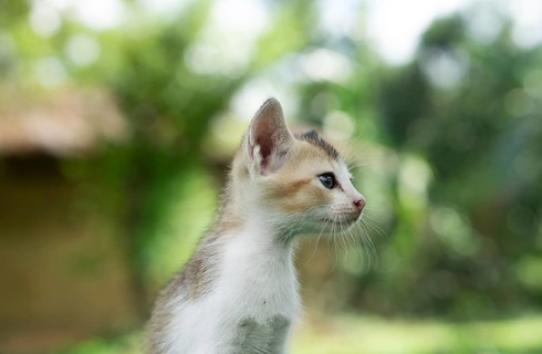 Profile view of a kitten against a softly blurred natural background, Gazipur, Bangladesh