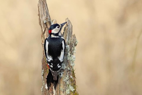 Great spotted woodpecker (Dendrocopos major), male, foraging on a tree stump overgrown with moss