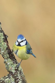 Blue tit (Parus caeruleus), sitting on a branch overgrown with lichen, Wilnsdorf, North
