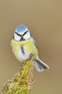 Blue tit (Parus caeruleus), sitting on moss-covered dead wood, Wilnsdorf, North Rhine-Westphalia,