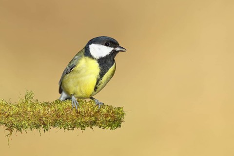 Great tit (Parus major), sitting on moss-covered dead wood, Wilnsdorf, North Rhine-Westphalia,