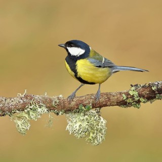 Great tit (Parus major) sitting on a branch overgrown with reindeer lichen (Cladonia rangiferina),