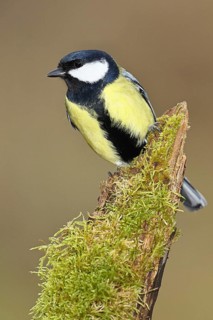 Great tit (Parus major) sitting on moss-covered dead wood, frontal view, Wilnsdorf, North