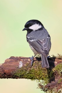 Fir tit (Parus ater), sitting on an old rotten branch covered with moss, back view, Wilnsdorf,