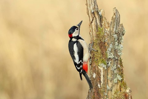 Great spotted woodpecker (Dendrocopos major), male foraging on a tree stump overgrown with moss and
