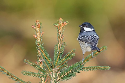 Fir tit (Parus ater), sitting on the top of a young spruce, European spruce (Picea abies),