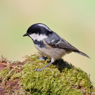 Fir tit (Parus ater), sitting on an old rotten branch covered with moss, Wilnsdorf, North