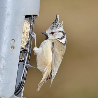 Crested Tit (Lophophanes Scalloped ribbonfish), feeding on fat balls in the garden, Wilnsdorf,