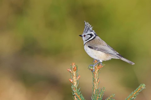 Crested Tit (Lophophanes scalloped ribbonfish), sitting on the top of a young spruce, European