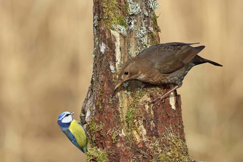 Blackbird (Turdus merula), female, sitting with blue tit (Parus caeruleus) on an old tree stump in