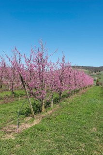 Rows of peach trees with pink blossoms in a garden, Korb-Kleinheppach, Rems Valley,