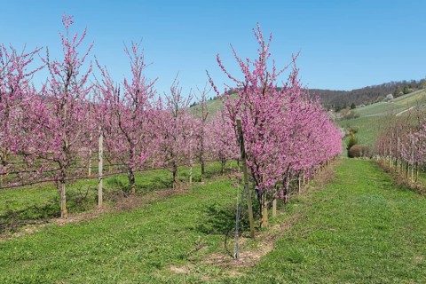 Peach trees in full bloom in a rural orchard under a clear blue sky, Korb-Kleinheppach, Rems